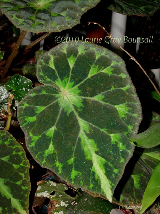 B. barsalouxiae